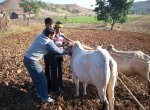 Livestock
